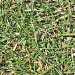 News Article The Empire Zoysia I have just purchased looks different